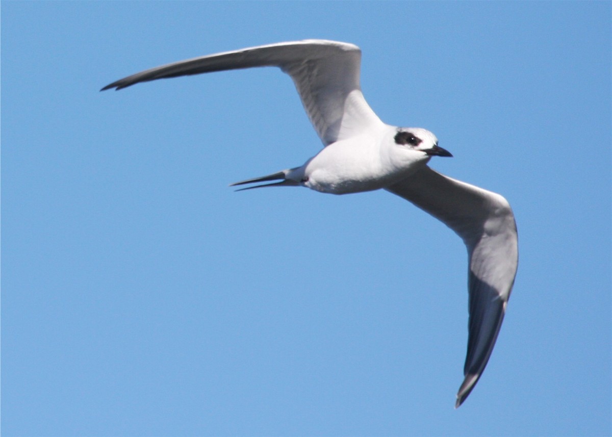 Forster's Tern - ML624561281