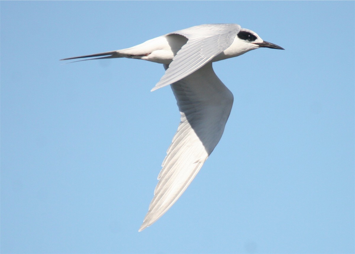 Forster's Tern - ML624561282