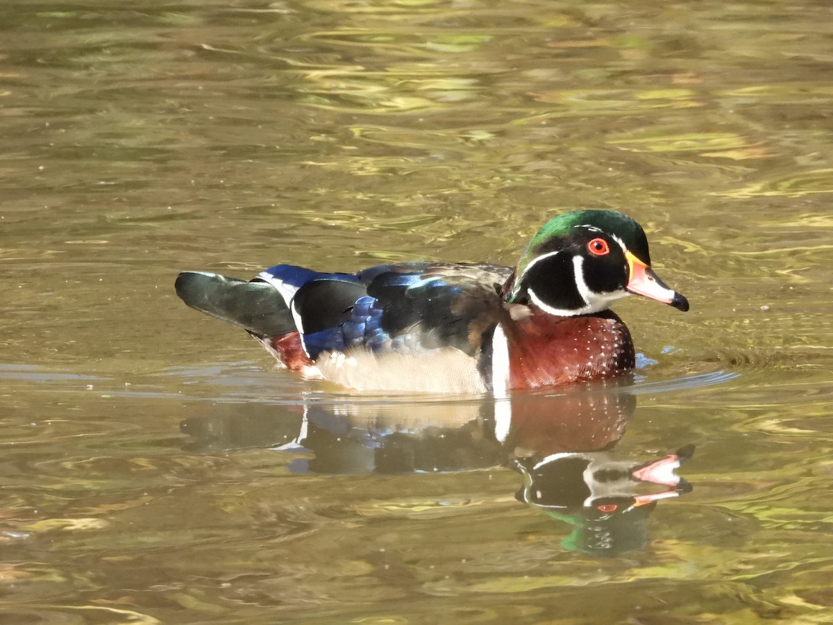 Wood Duck - ML624561283