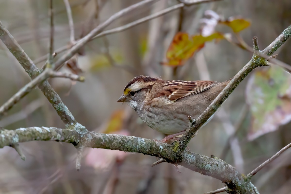 White-throated Sparrow - ML624561284