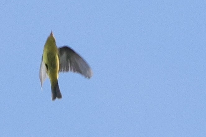 Wilson's Warbler - ML624561287