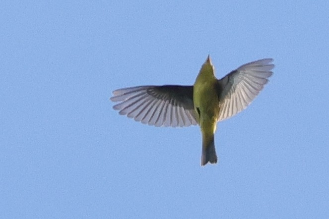 Wilson's Warbler - ML624561288