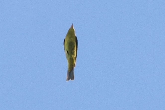 Wilson's Warbler - ML624561289