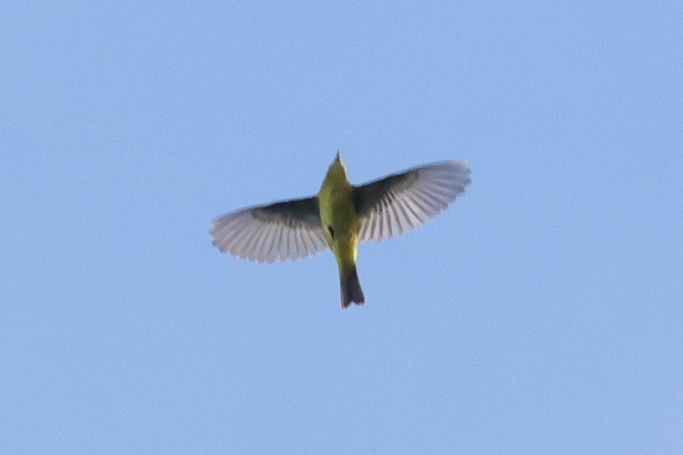 Wilson's Warbler - ML624561290