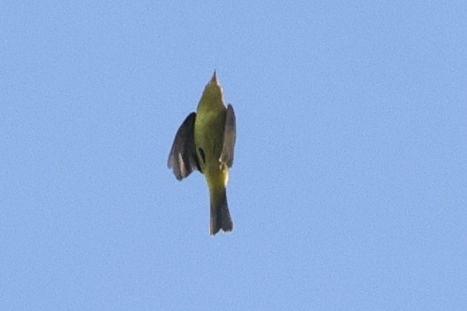 Wilson's Warbler - ML624561291