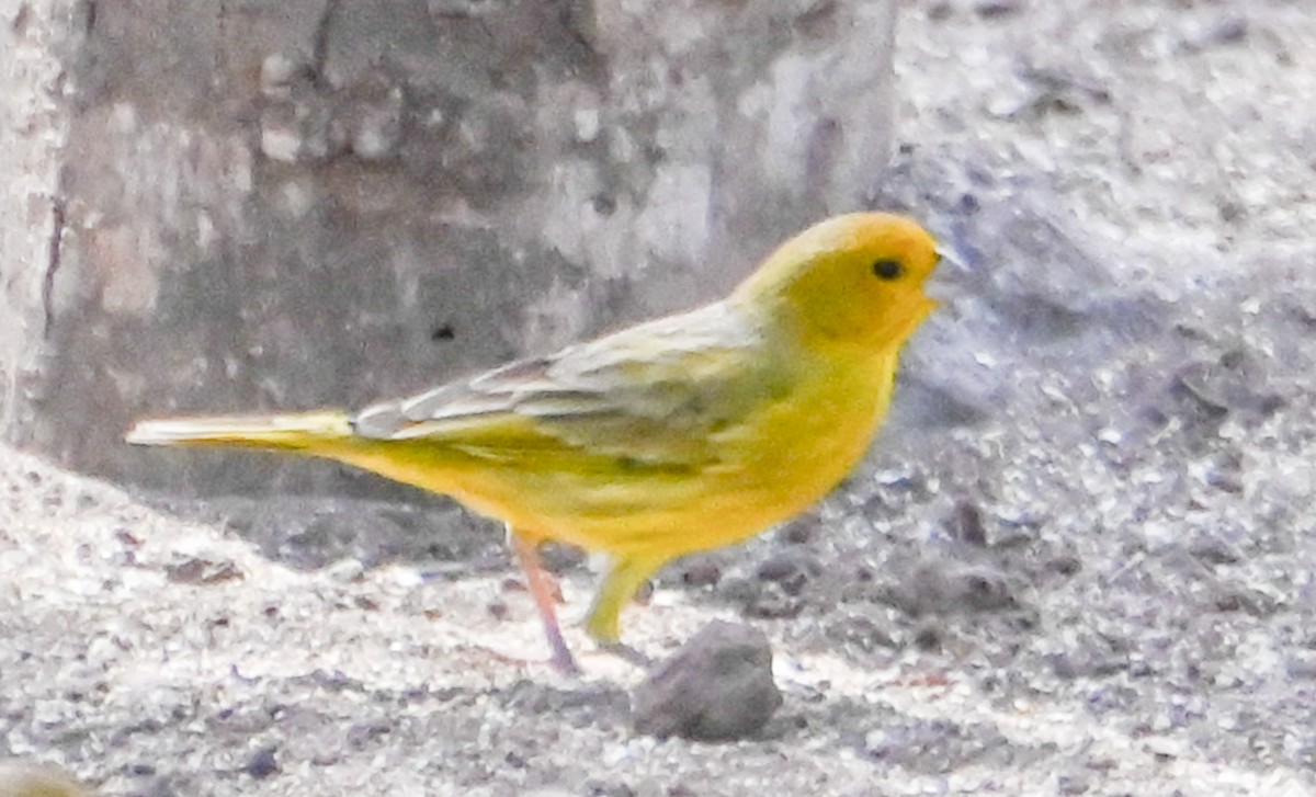 Saffron Finch - ML624561292