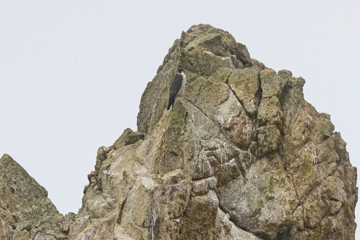 Peregrine Falcon - ML624561293