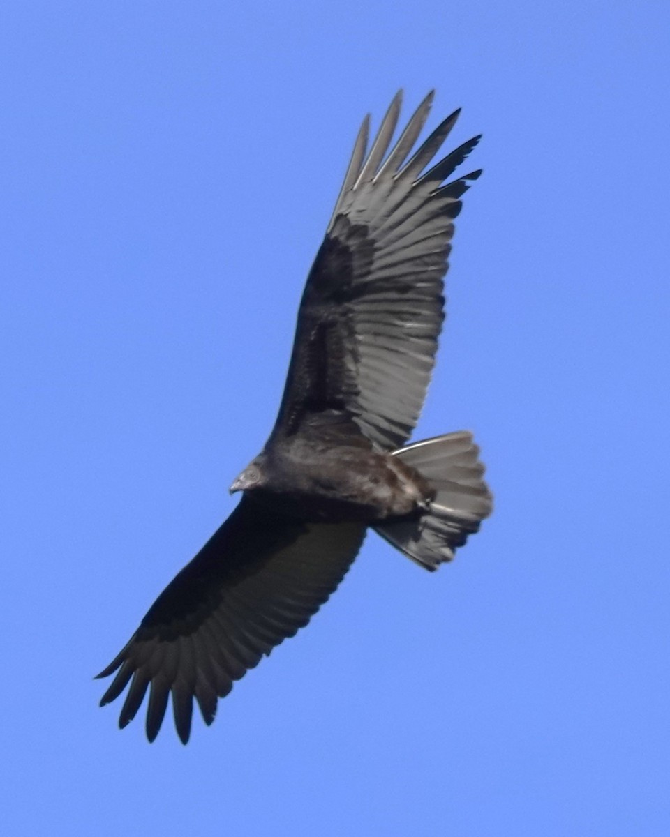 Turkey Vulture - ML624561298