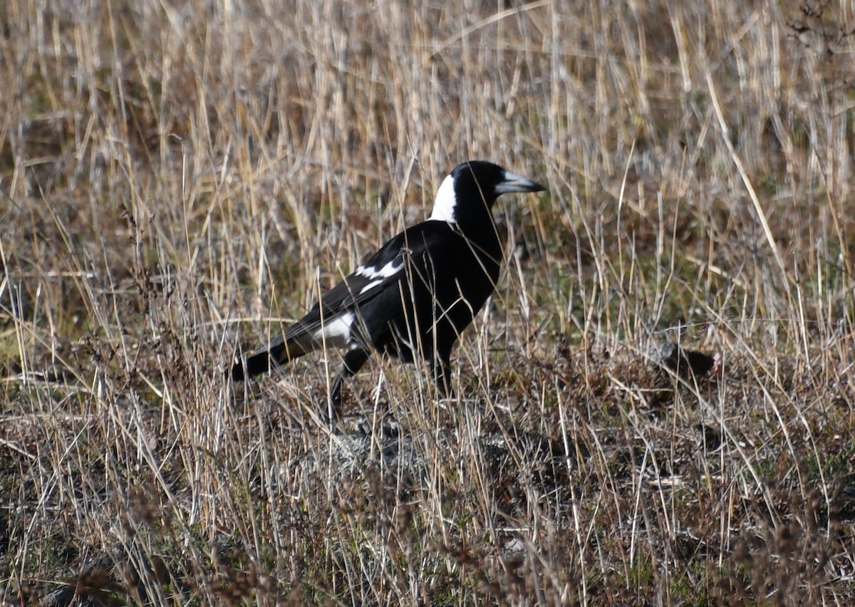 Australian Magpie - ML624561299