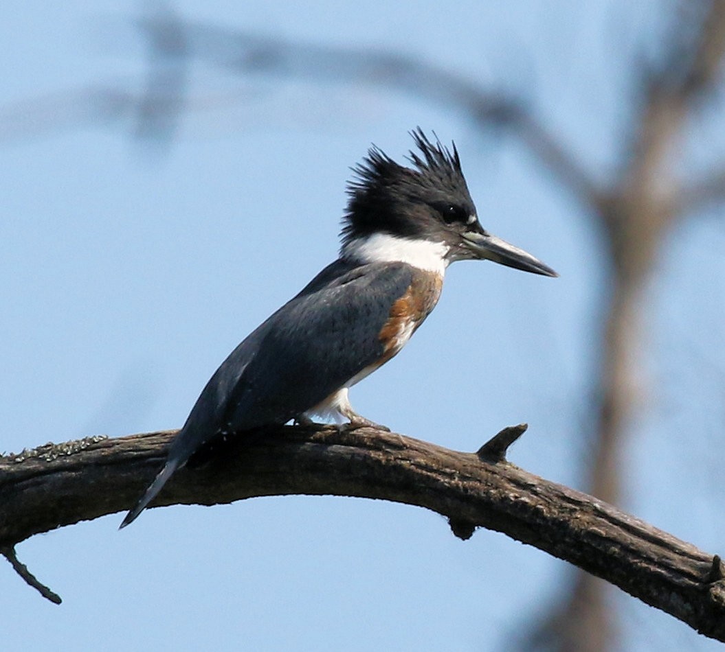 Belted Kingfisher - ML624561302