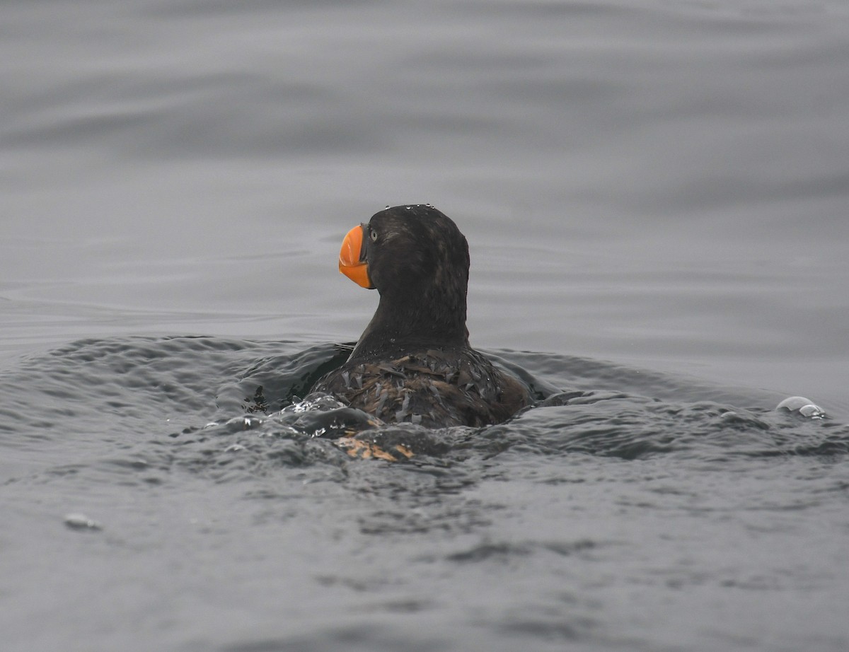 Tufted Puffin - ML624561304