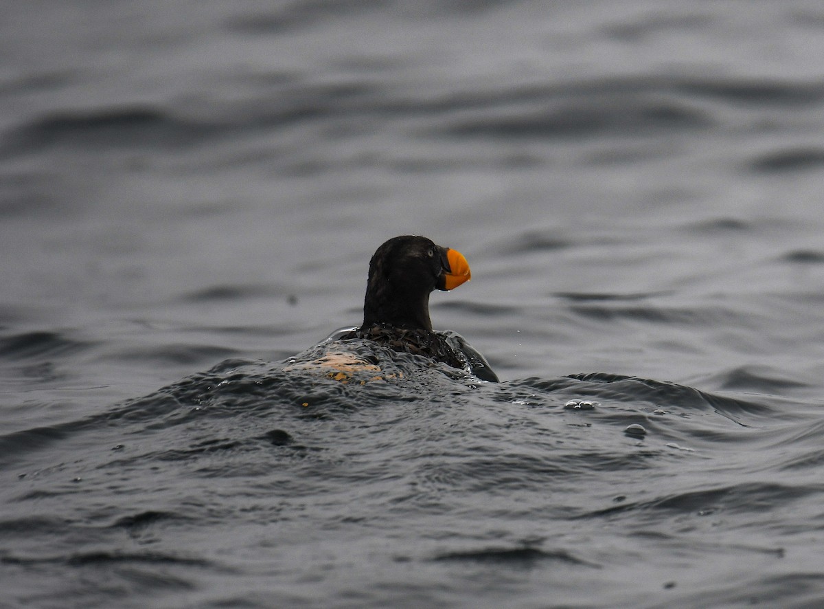 Tufted Puffin - ML624561305