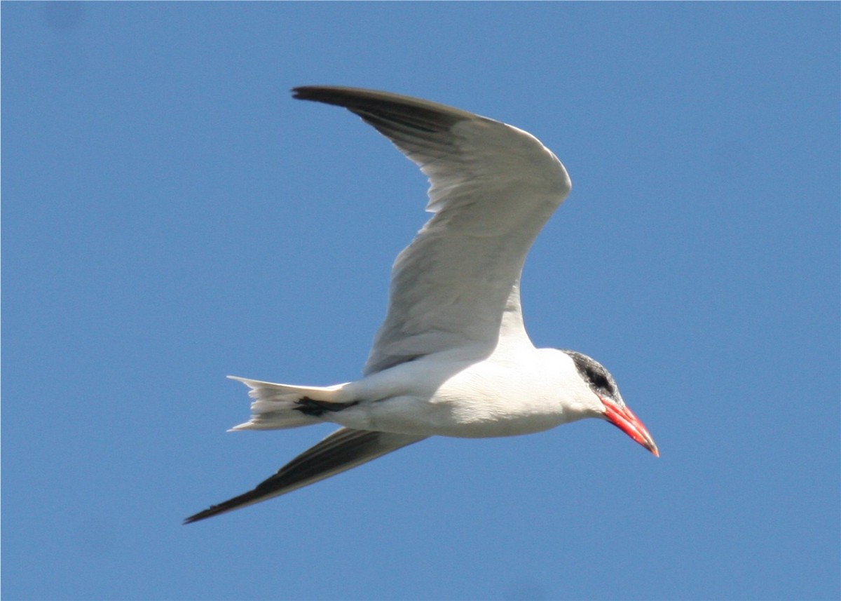 Caspian Tern - Linda Dalton