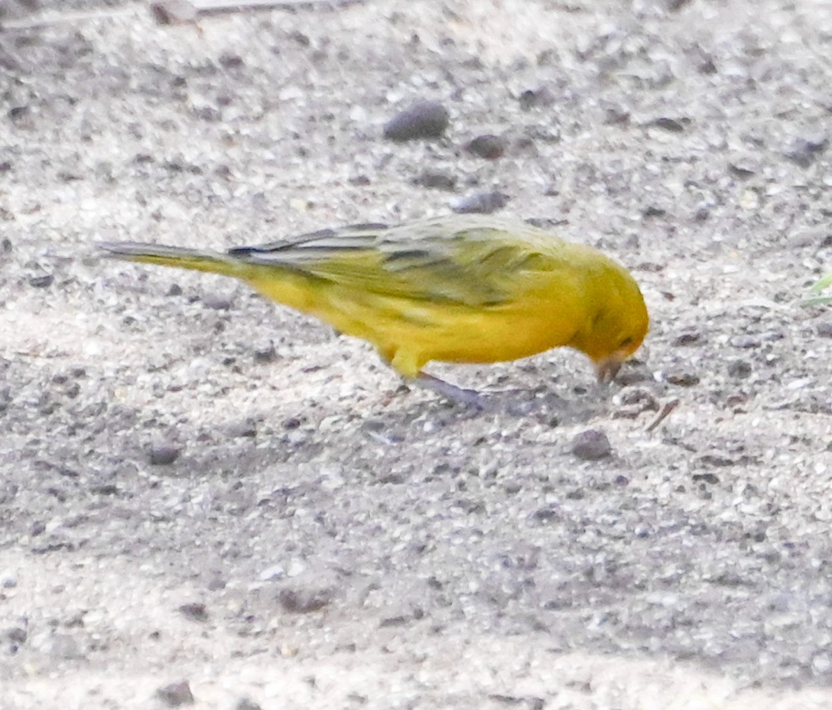 Saffron Finch - ML624561323