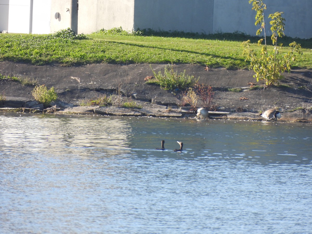 Double-crested Cormorant - Alexander R