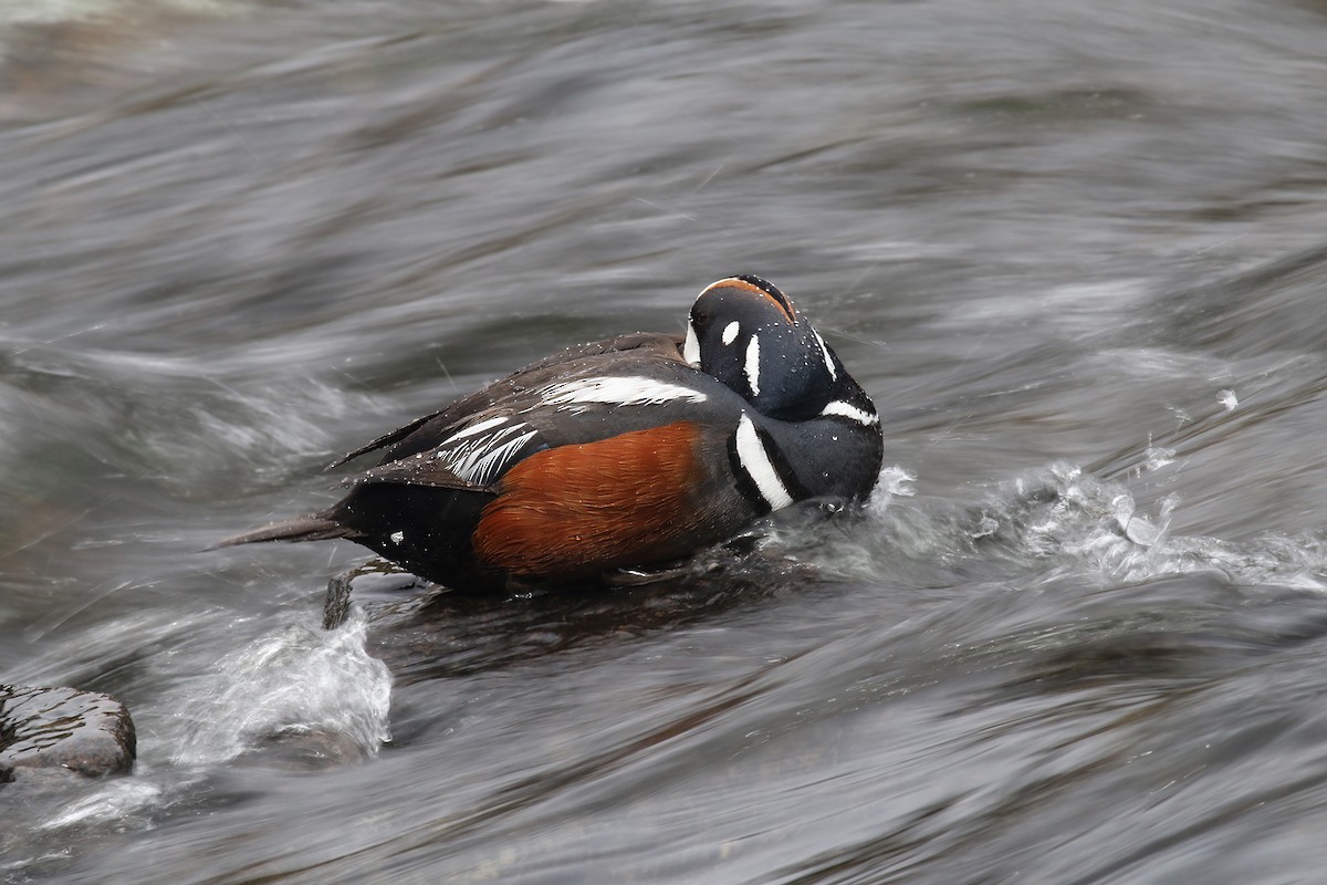 Harlequin Duck - ML624561333