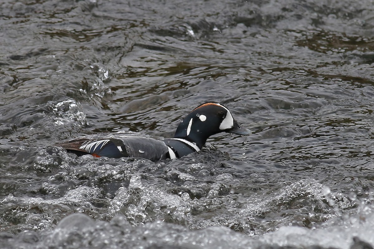 Harlequin Duck - ML624561334