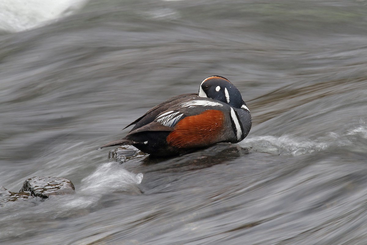 Harlequin Duck - ML624561335