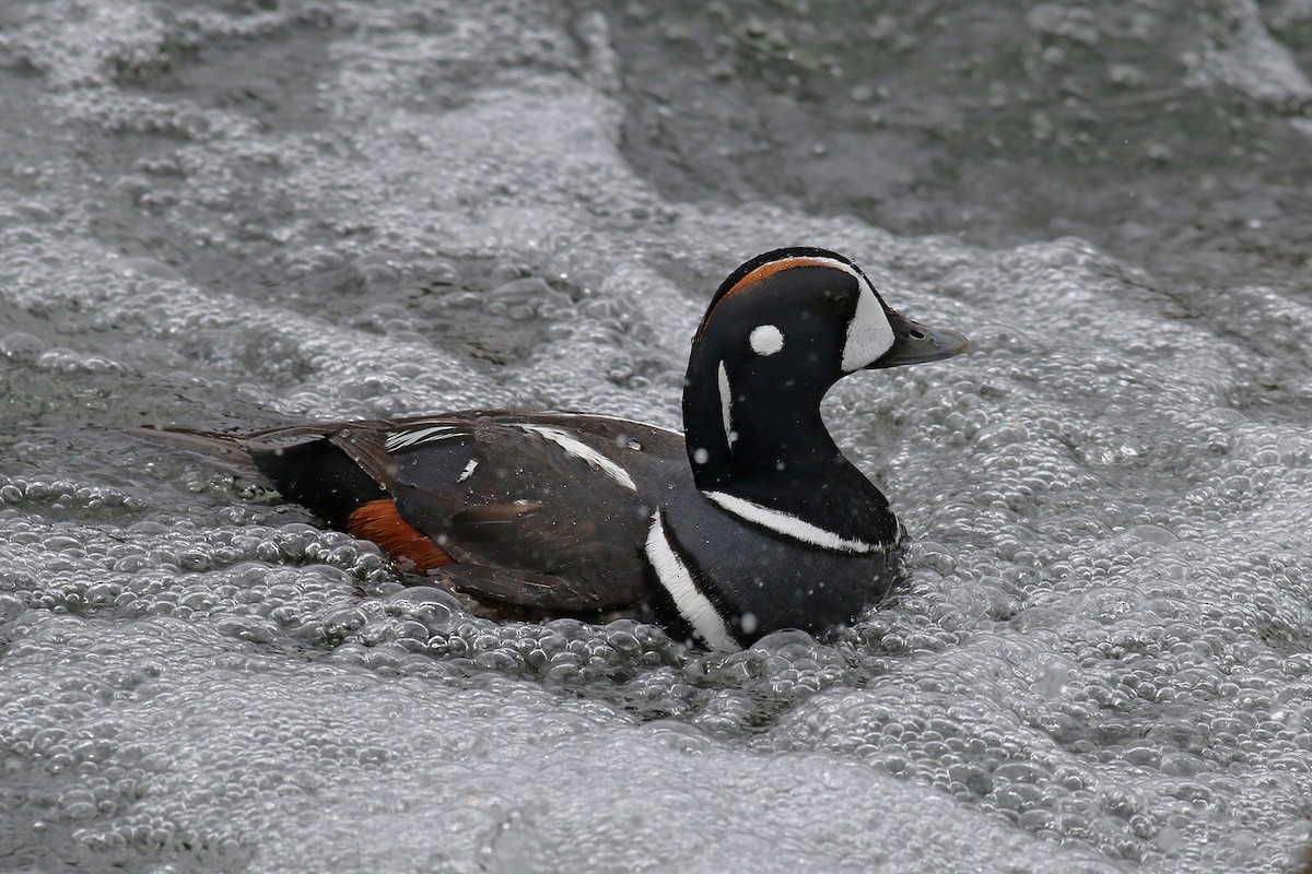 Harlequin Duck - ML624561336