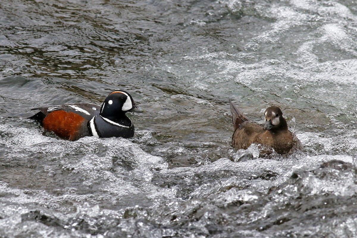 Harlequin Duck - ML624561337