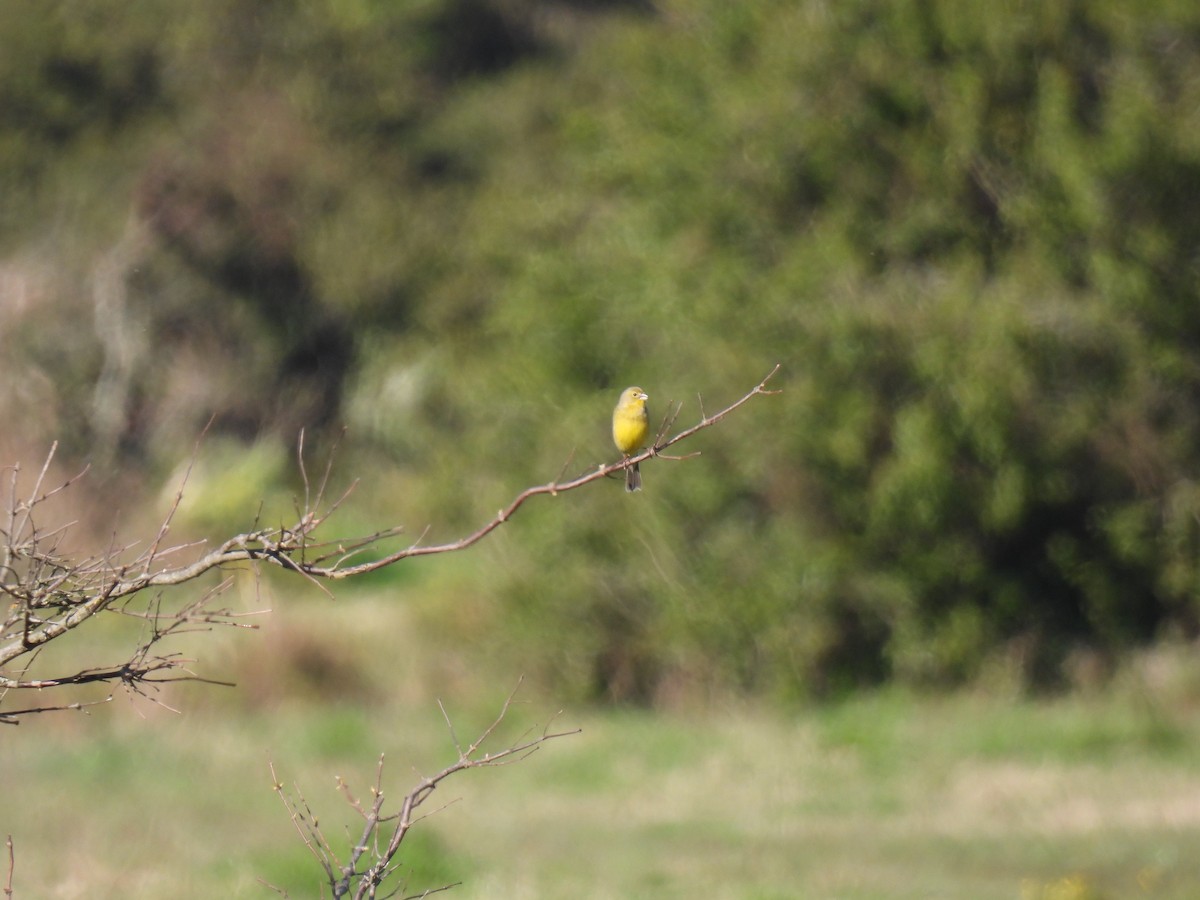 Grassland Yellow-Finch - ML624561339