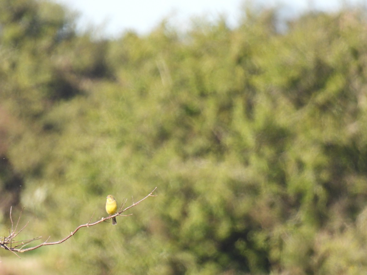 Grassland Yellow-Finch - ML624561340