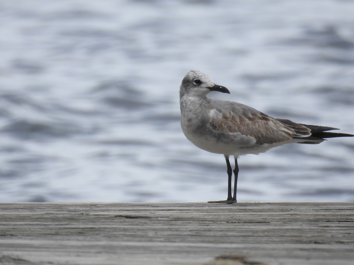 Laughing Gull - ML624561341