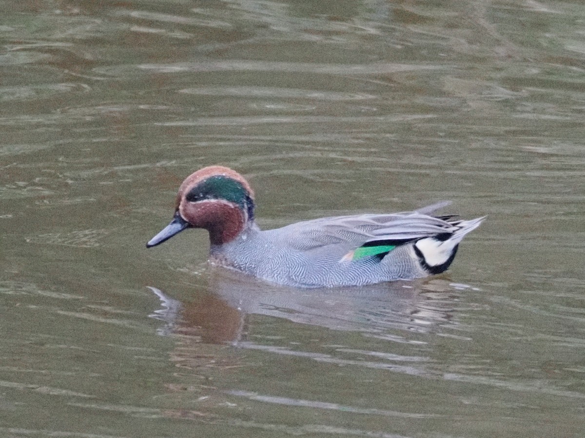 Green-winged Teal - ML624561342