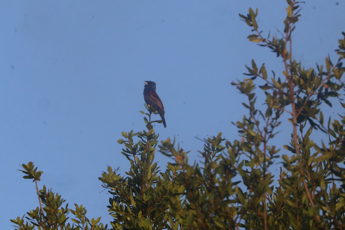 Blue Grosbeak - ML624561343