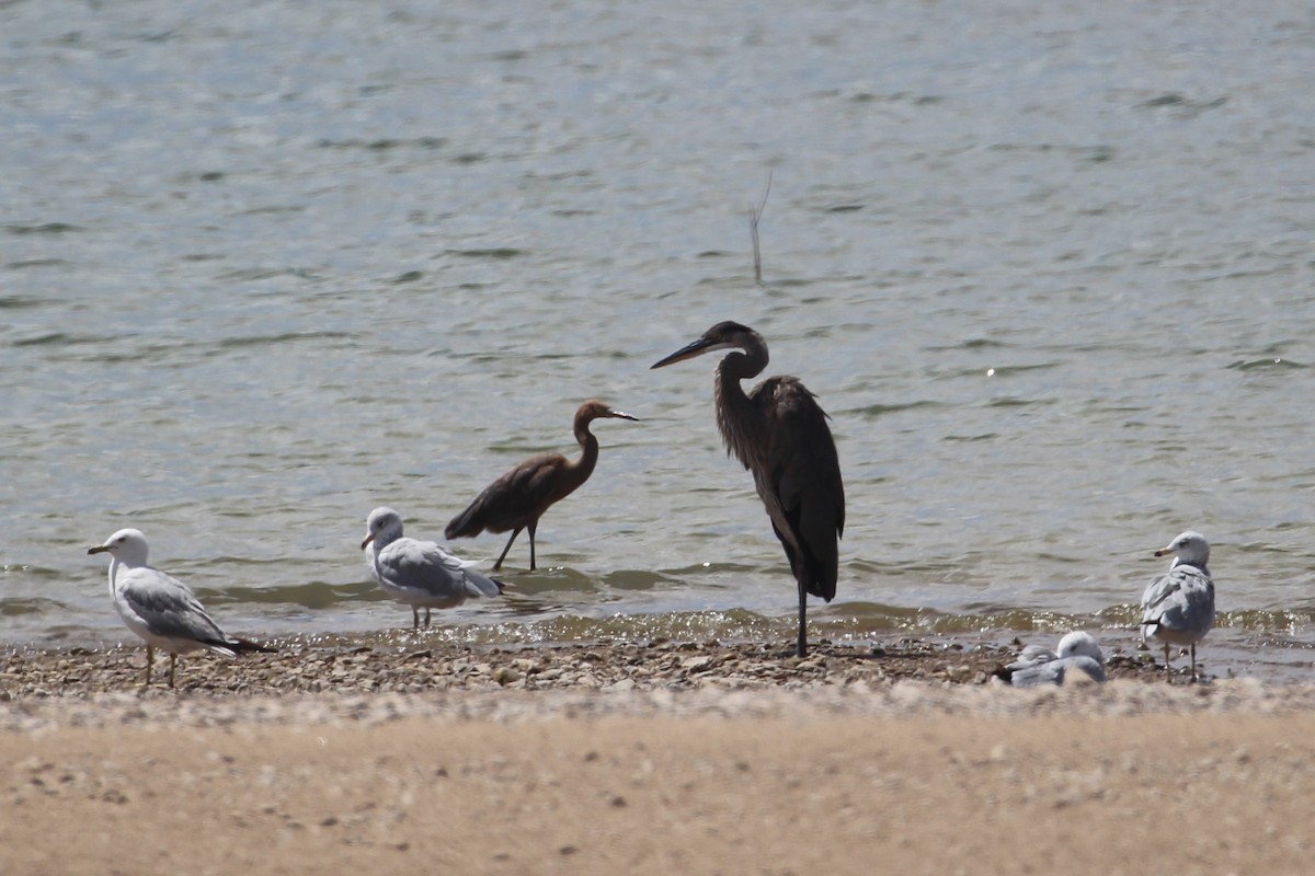 Reddish Egret - Hank Taliaferro