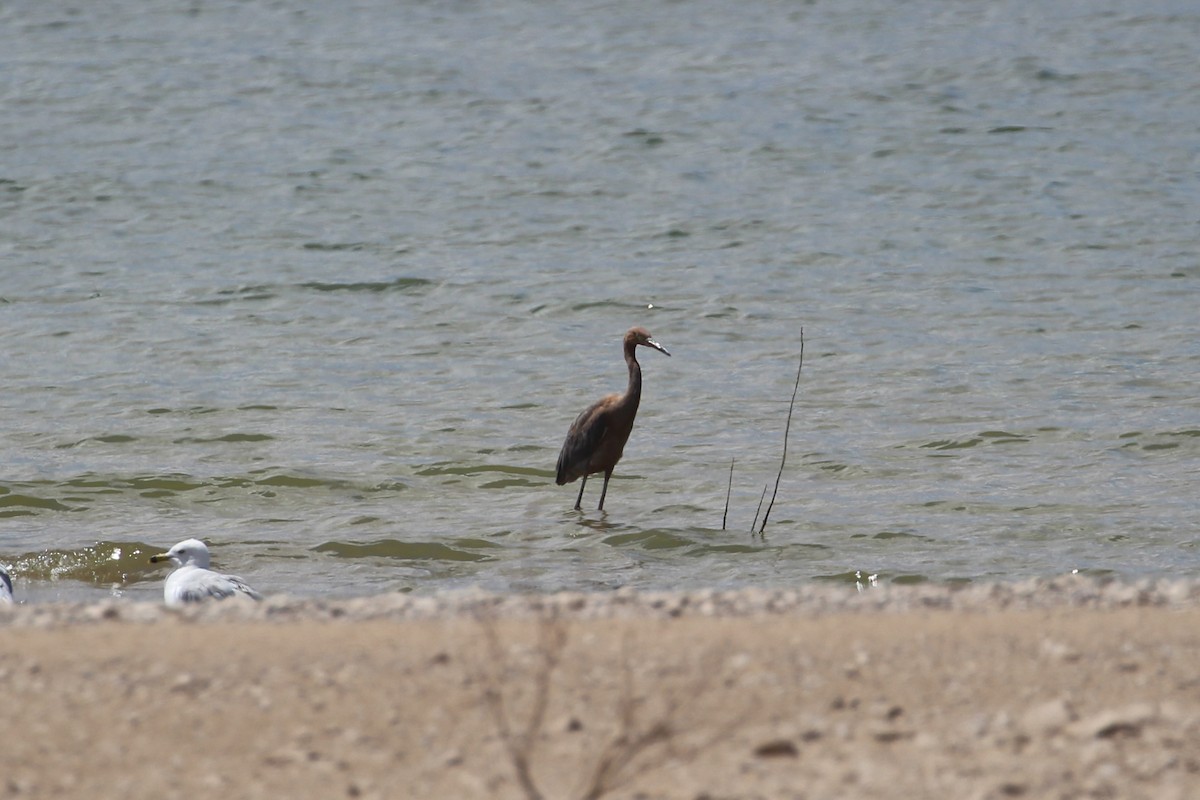 Reddish Egret - ML624561345