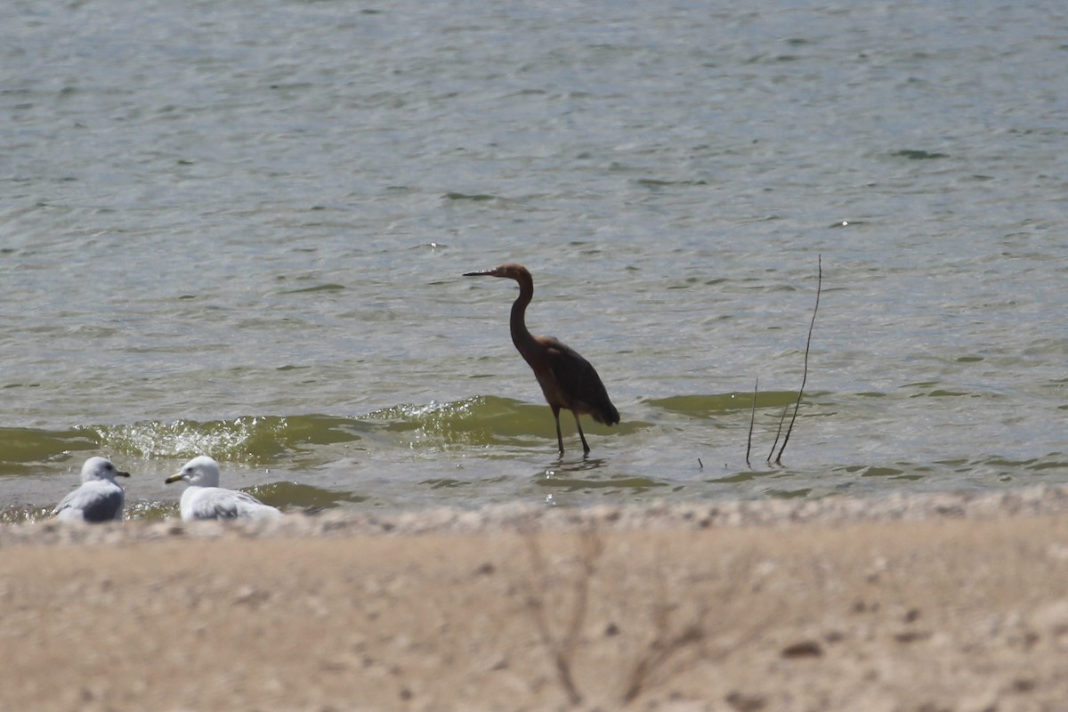 Reddish Egret - ML624561346