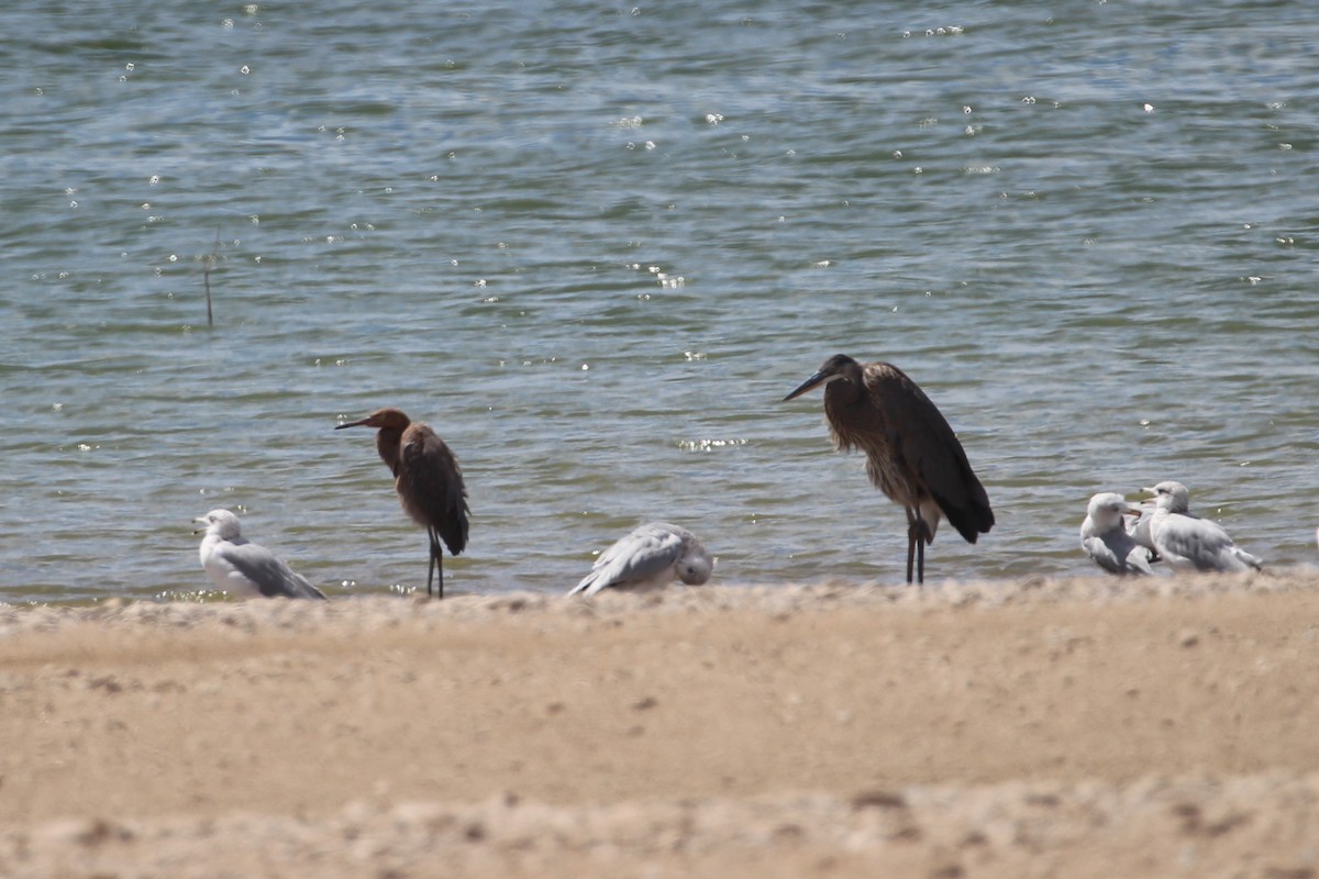 Reddish Egret - ML624561347