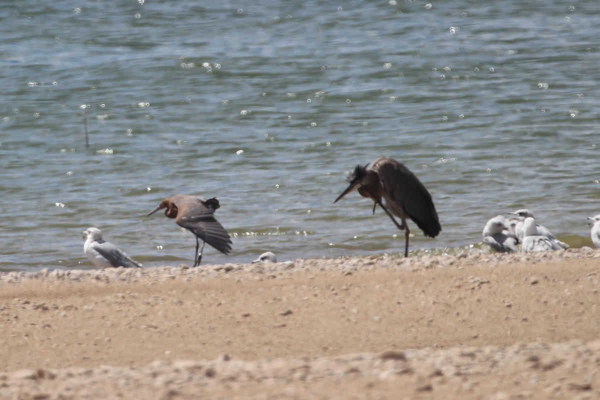 Reddish Egret - Hank Taliaferro