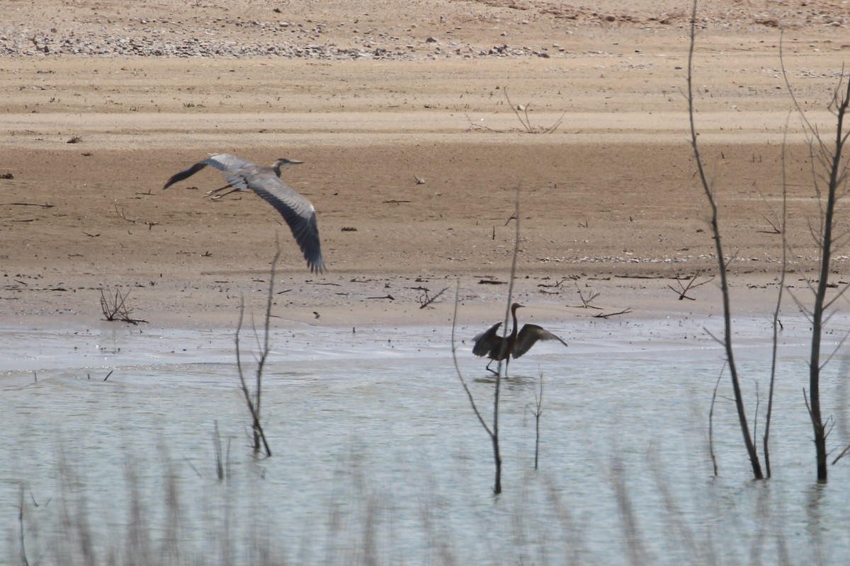 Reddish Egret - ML624561349