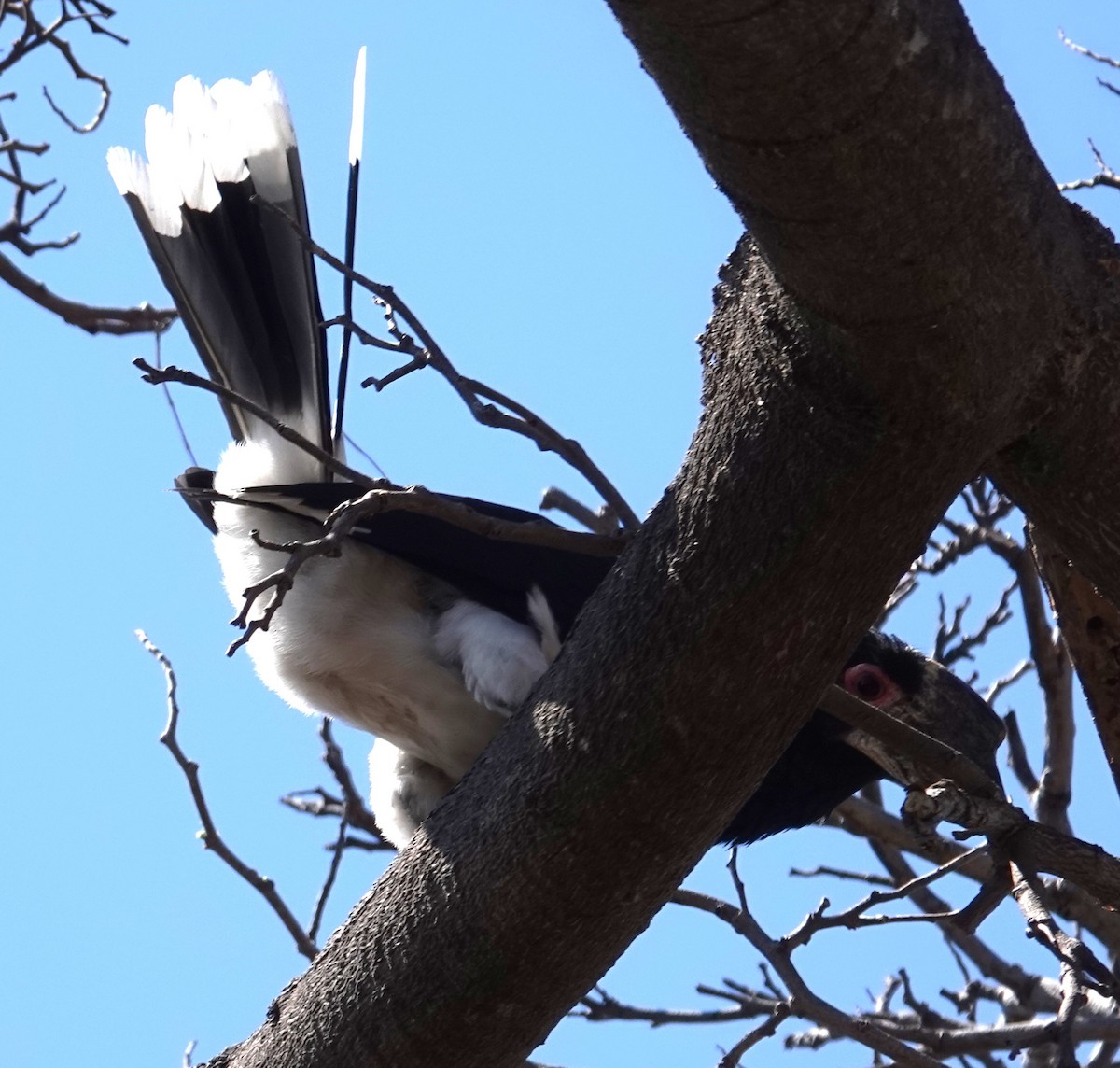 Trumpeter Hornbill - ML624561350