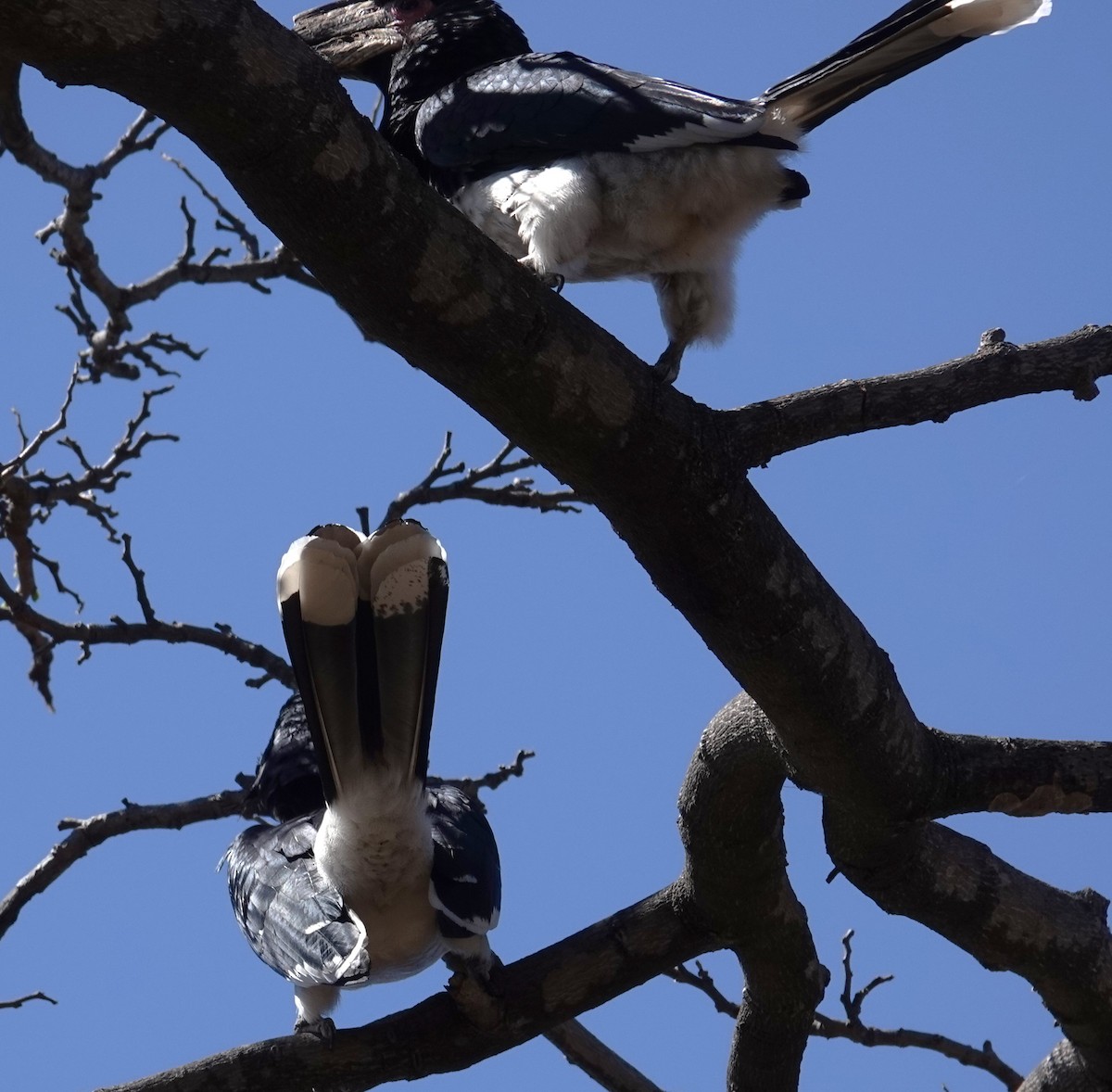 Trumpeter Hornbill - ML624561351