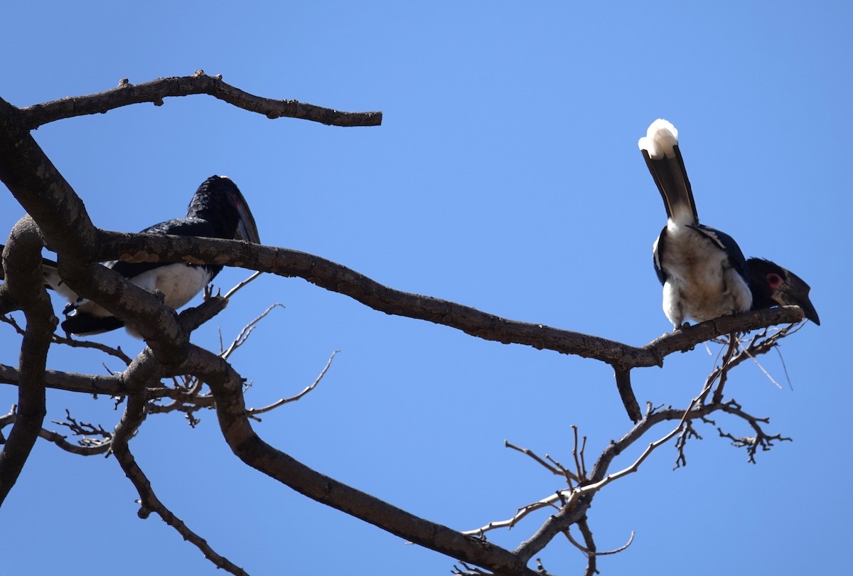 Trumpeter Hornbill - ML624561352