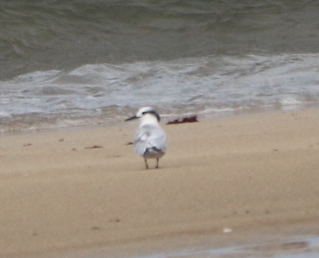 Sandwich Tern - ML624561354