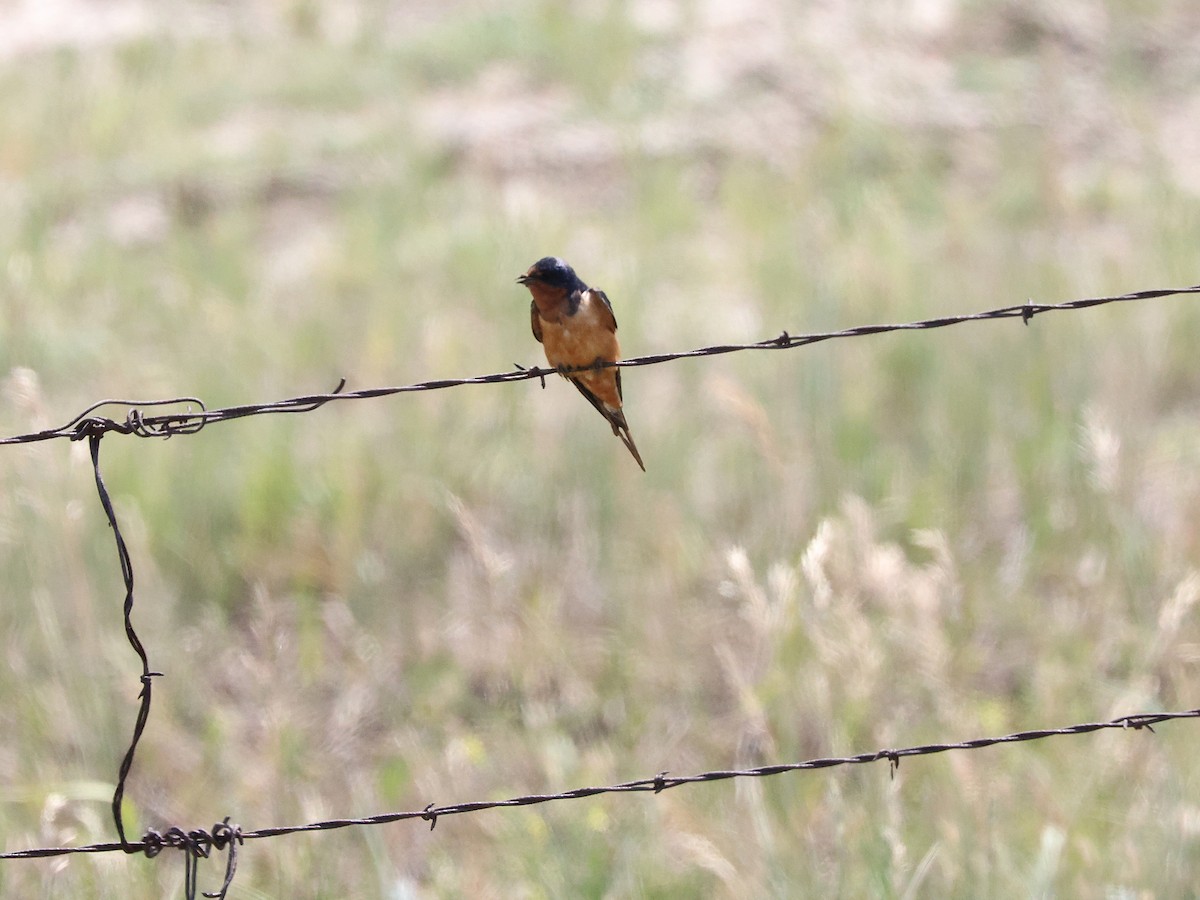 Barn Swallow - ML624561355