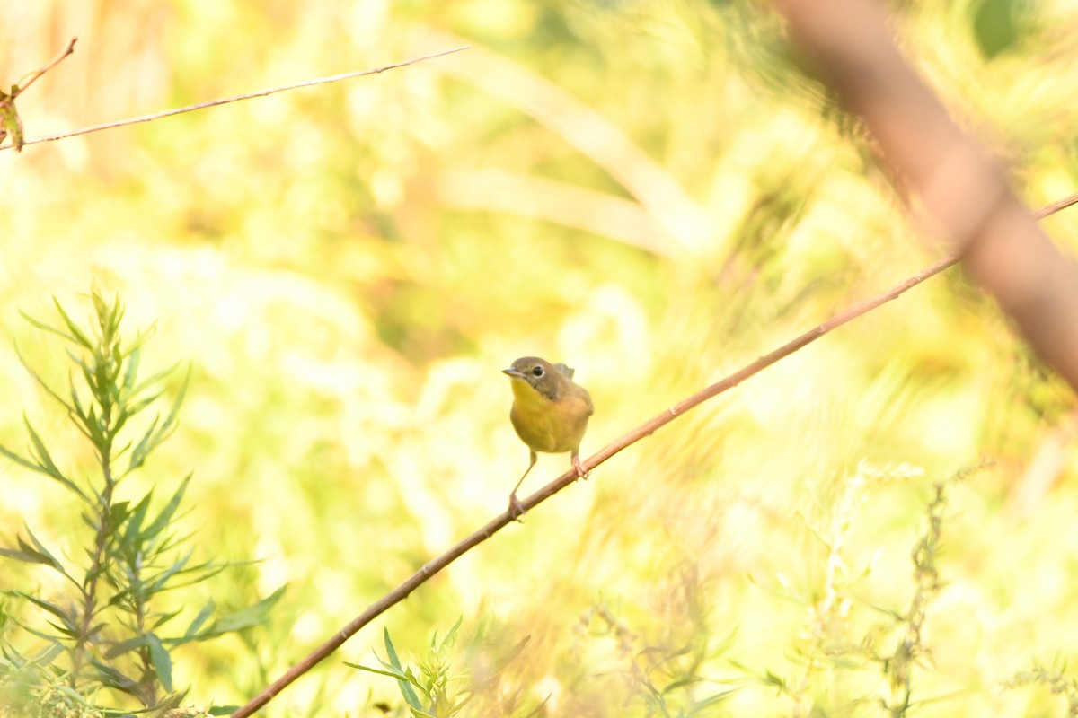 Common Yellowthroat - ML624561357