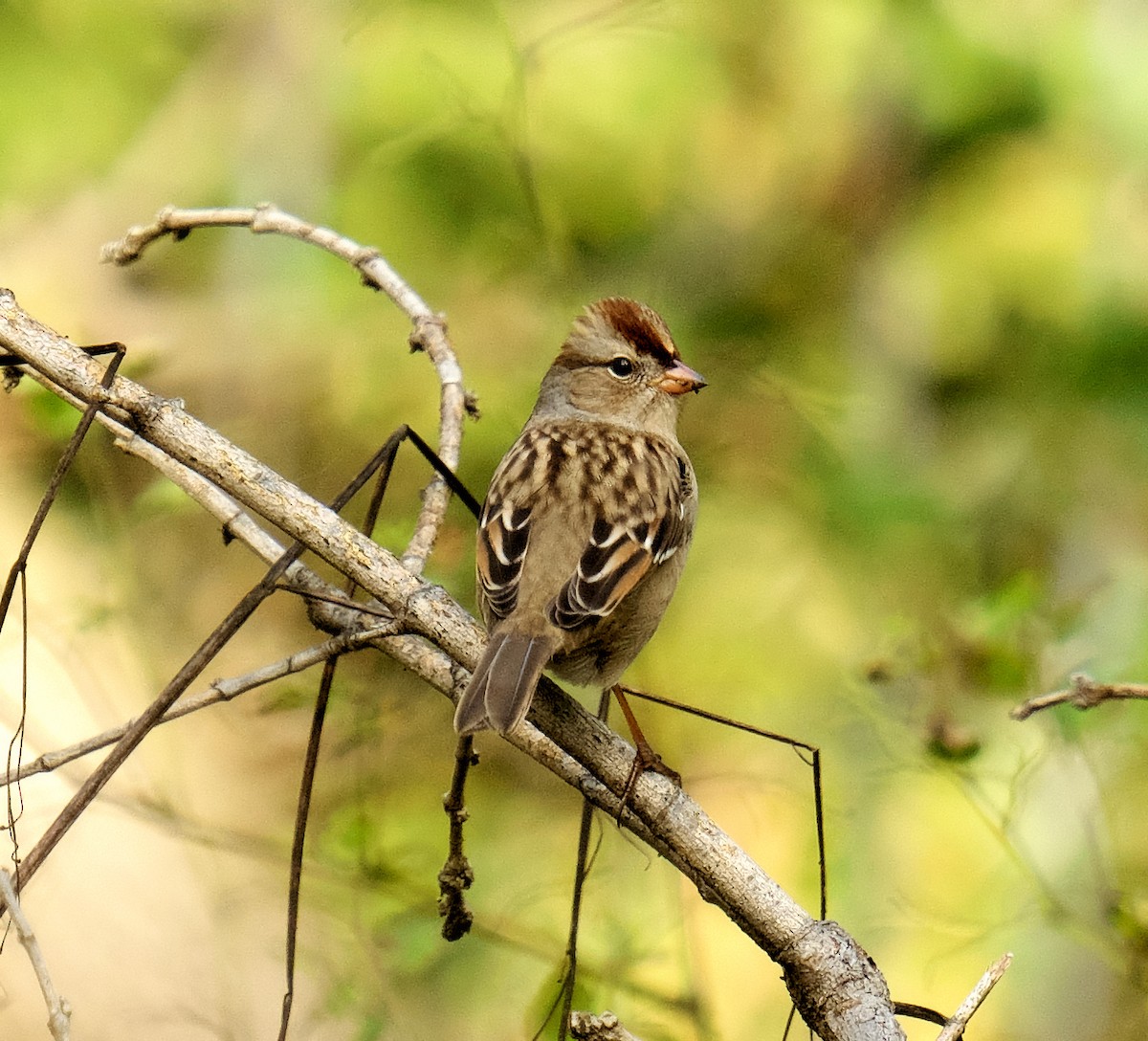 White-crowned Sparrow - ML624561358