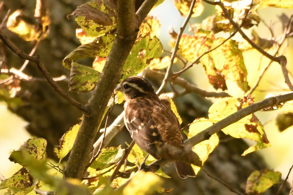 Rose-breasted Grosbeak - ML624561359