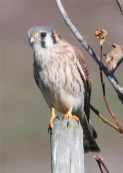 American Kestrel - ML624561360