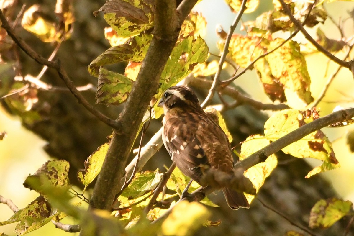 Rose-breasted Grosbeak - ML624561361