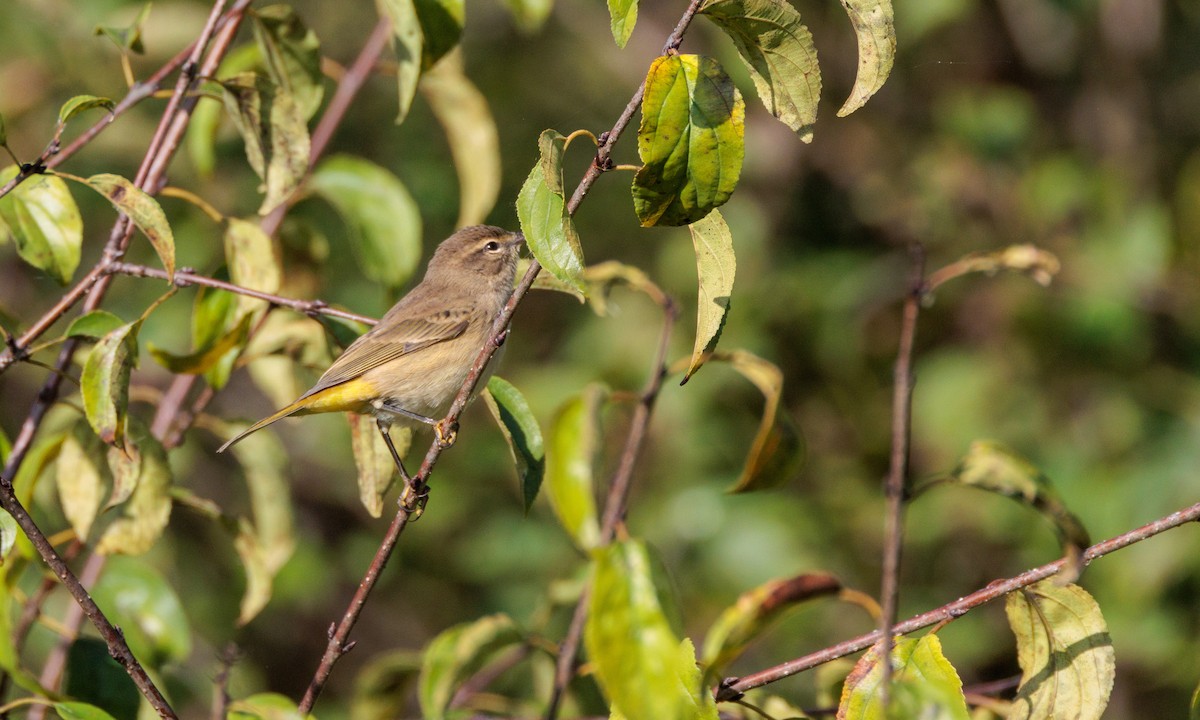 Palm Warbler - ML624561364