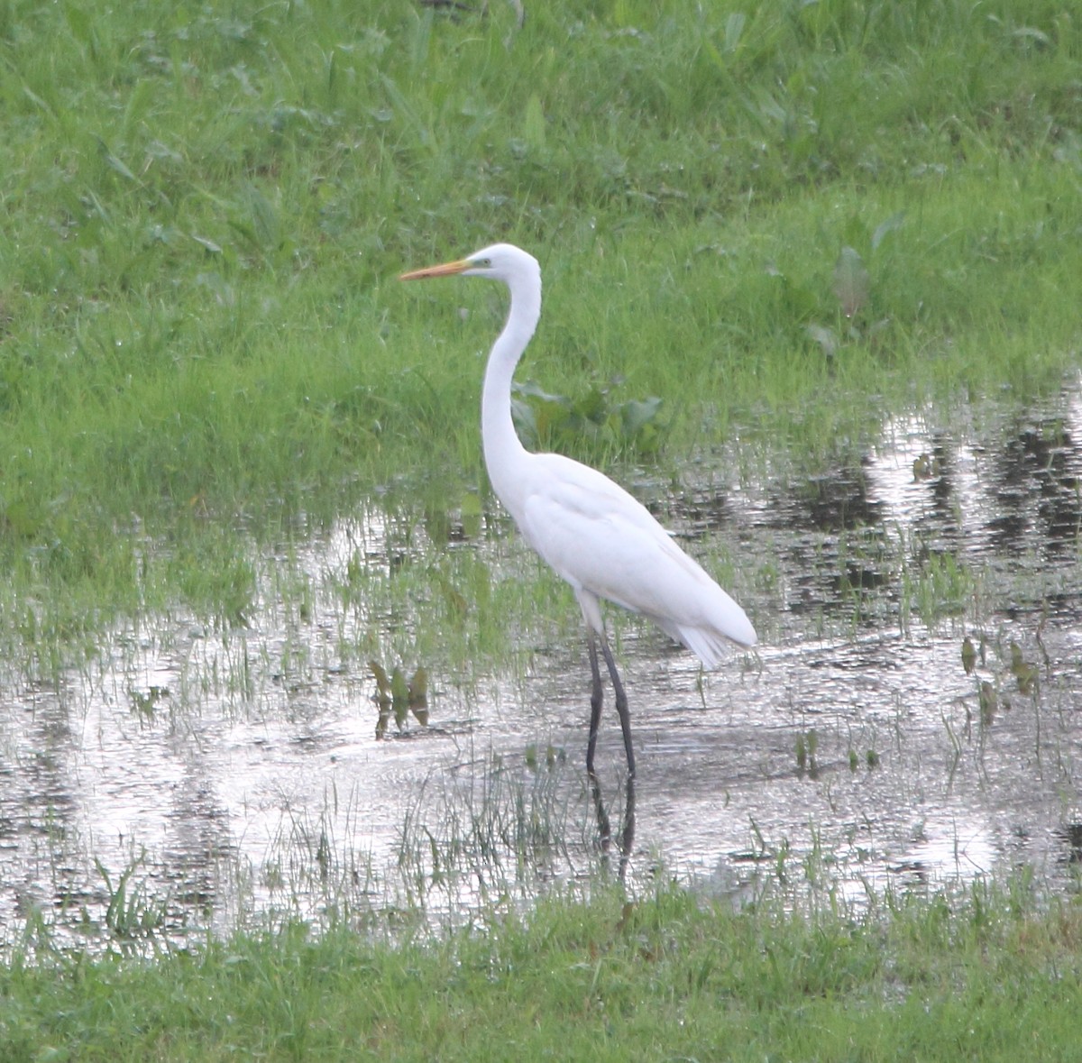 Great Egret - ML624561365