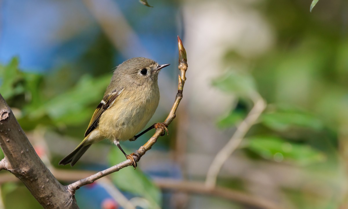 Ruby-crowned Kinglet - ML624561366