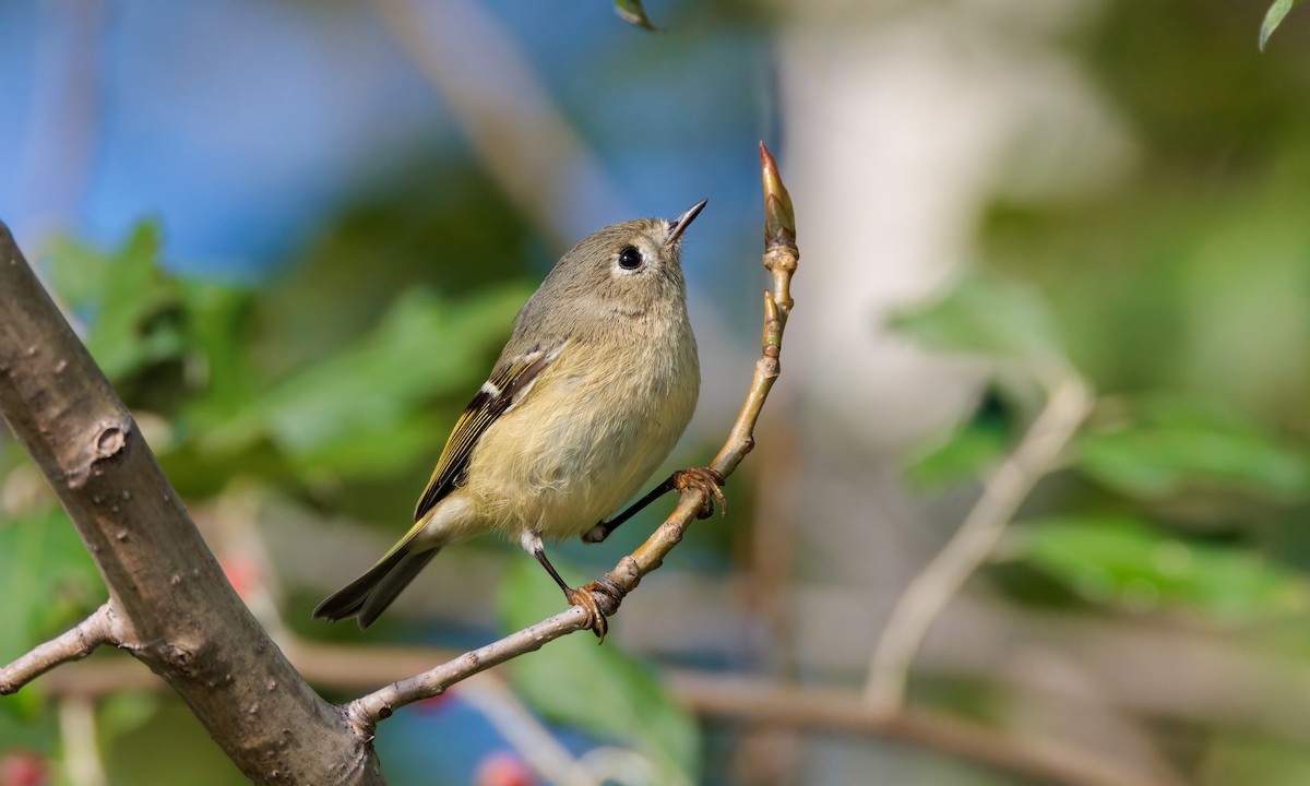 Ruby-crowned Kinglet - ML624561367