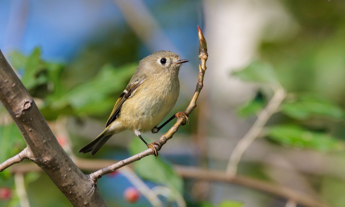 Ruby-crowned Kinglet - ML624561368